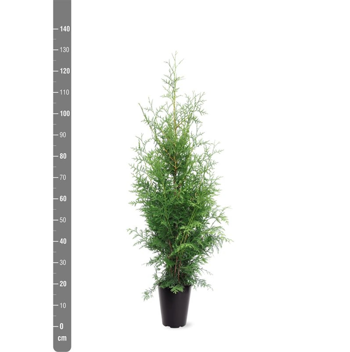 Thuja occ. 'Brabant' - C5 100-125 CM